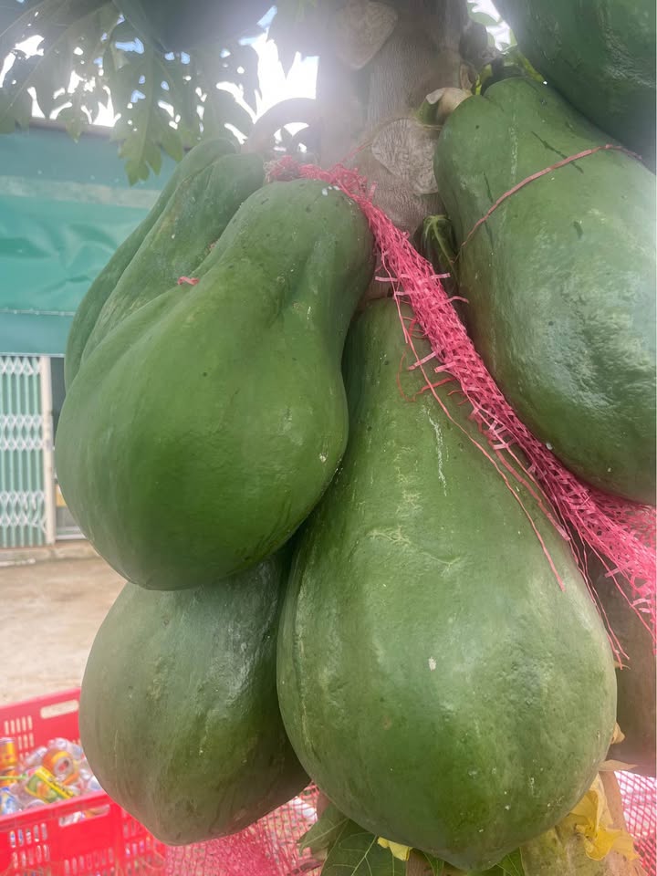 Đất nền Quảng Lập 396m² giá 250 triệu - Mặt tiền đường 413, kinh doanh thuận lợi!