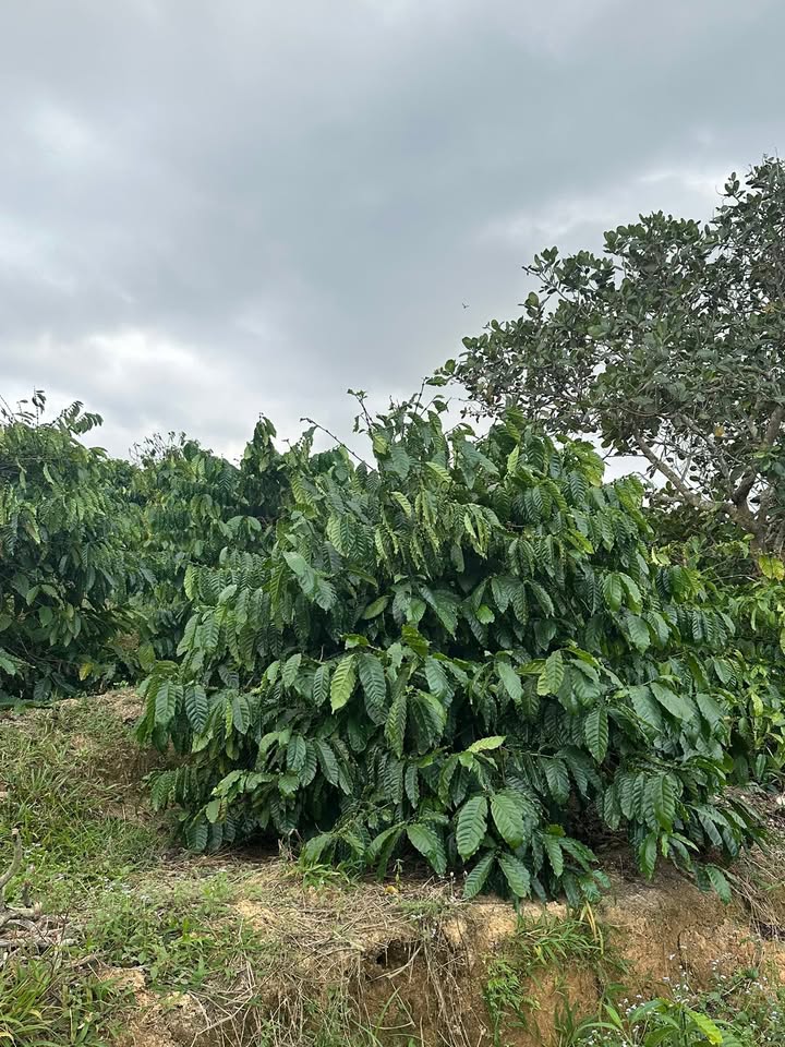 Farm Đắk Sôr 1,64ha giá 1,85 tỷ - Đầu tư sinh lời hấp dẫn!