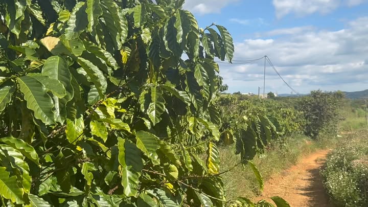 Đất nền Đan Phượng, Lâm Hà 1000m² giá 750 triệu - Mặt tiền đường 18m, chính chủ!