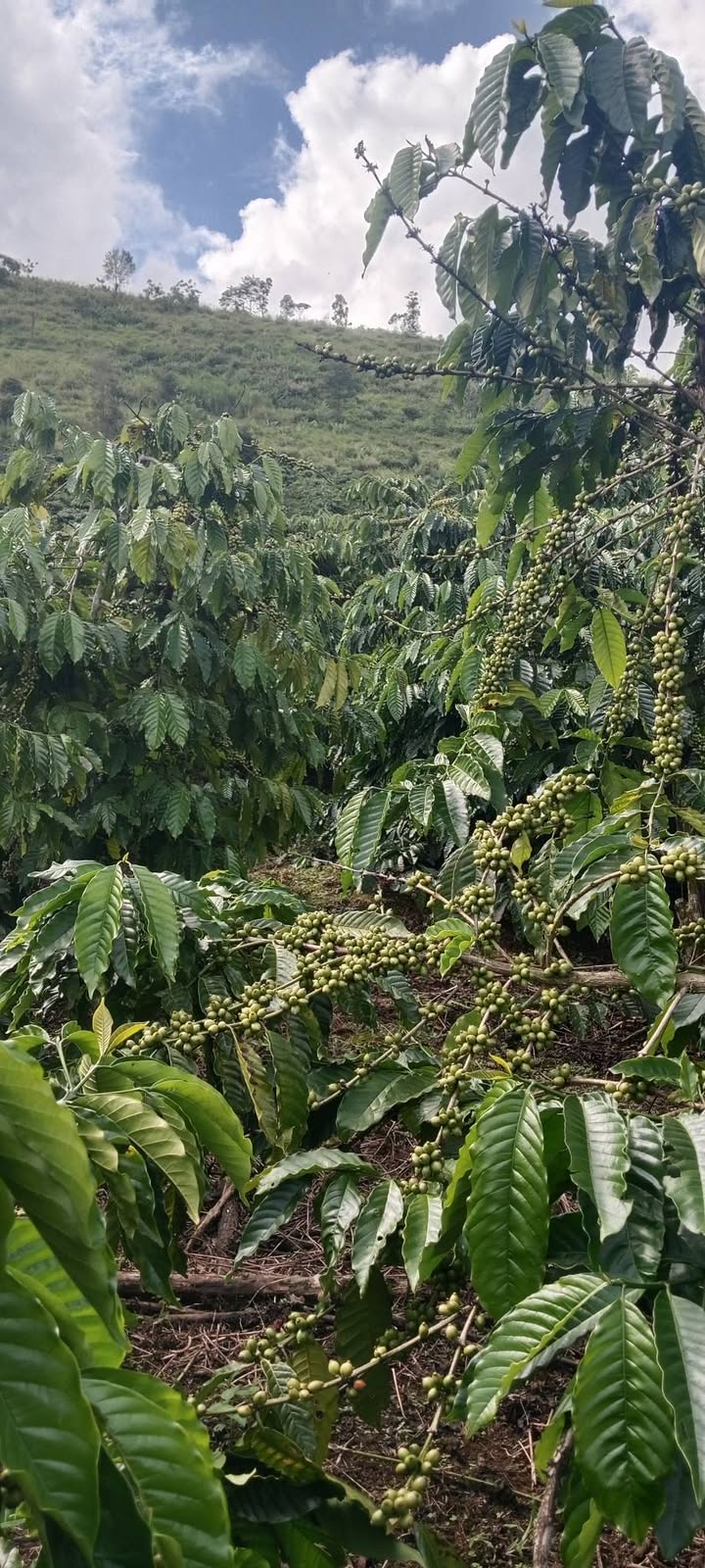 Đất nông nghiệp Lâm Bô, xã Phúc Thọ 3.420m² giá 2.5 tỷ - Chính chủ bán gấp!