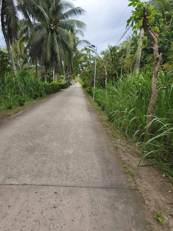 Đất vườn 2000m² xã Tân Trung Mỏ Cày Nam giá 2 tỷ - Đất cao ráo, vị trí đẹp!