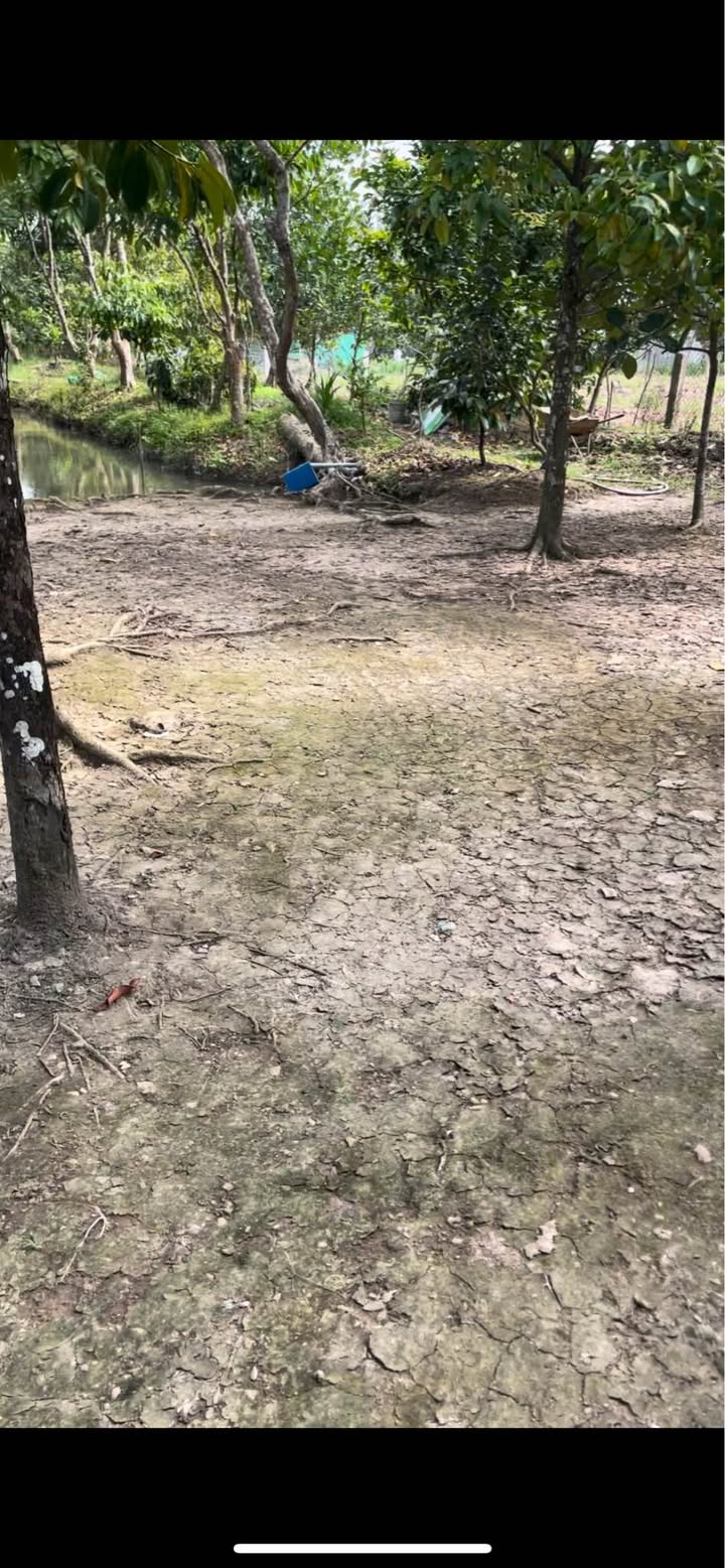 Đất thổ cư tại Rạch Súng, Phong Điền, Cần Thơ 726m² - Gần chợ và đường lớn!