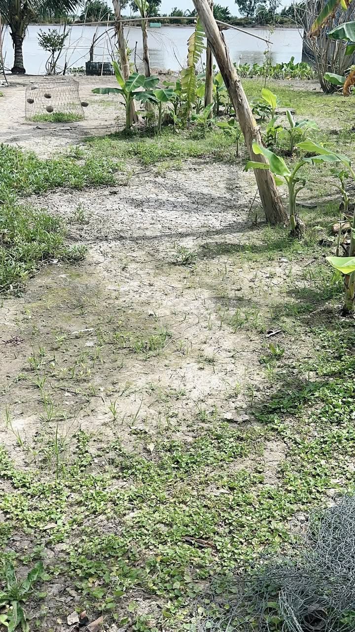 Đất nền Kinh 19/5 Tân Hiệp 1570m² giá 1.2 tỷ - Cơ hội đầu tư hấp dẫn!