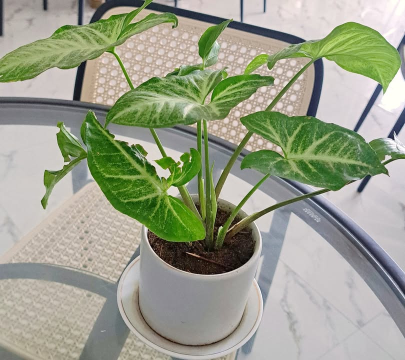 Đất nền Nhơn Khánh 100m² giá từ 5xx triệu - Cơ hội đầu tư hấp dẫn!