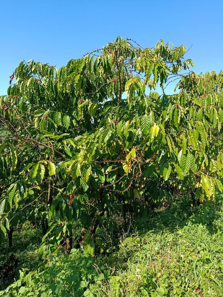 Đất nền Lộc Đức Bảo Lâm 36.000m² giá 210 triệu - Đường bê tông tận vườn!