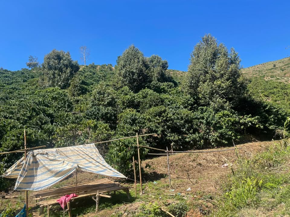 Đất nền 2.4ha tại thôn 11, xã Quảng Hòa, Lâm Đồng - Giá chỉ 2.3 tỷ