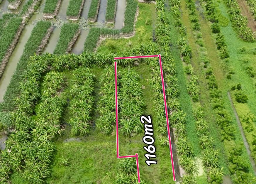 Đất nền 1160m² Thị trấn Búng Tàu - Giá chỉ 250 triệu - Cơ hội đầu tư tuyệt vời!