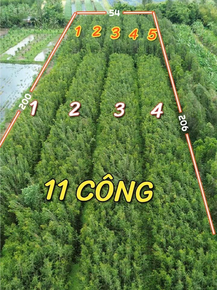 Đất nền 11 công Tràm, Hiệp Hưng, Hậu Giang - Giá chỉ 11 tỷ - Cơ hội đầu tư lý tưởng!