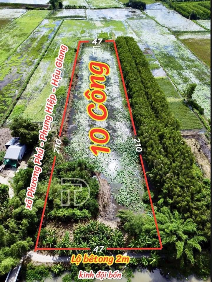 Đất nền Phụng Hiệp 9870m² giá thỏa thuận - Sổ hồng riêng, giao thông thuận lợi!