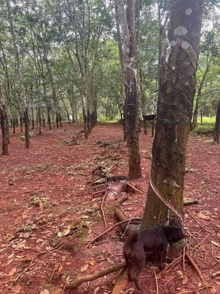 Đất nền 6000m² tại Xã Lộc Hiệp, Huyện Lộc Ninh - Giá chỉ 720 triệu!