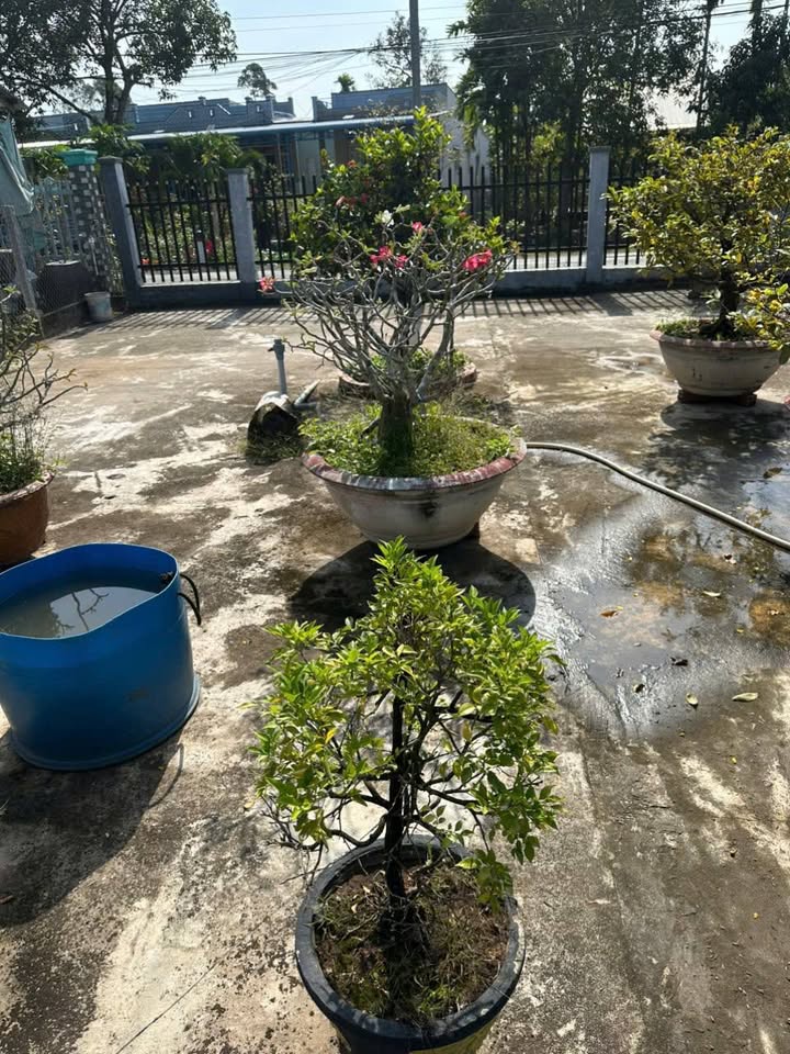 Đất thổ cư Mỹ Hòa Hưng, Long Xuyên 100m² giá chỉ 420 triệu - Đường ô tô vào tận nơi!