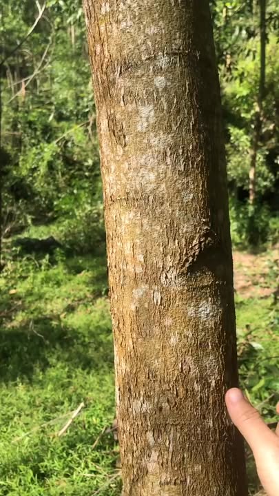 Đất nông nghiệp Xã Bình Tường 1.3ha - Cơ hội đầu tư hấp dẫn!