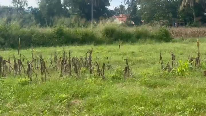 Đất vườn Phú Phong Quy Nhơn 1500m² giá chỉ từ 100 triệu - Cơ hội đầu tư tuyệt vời!