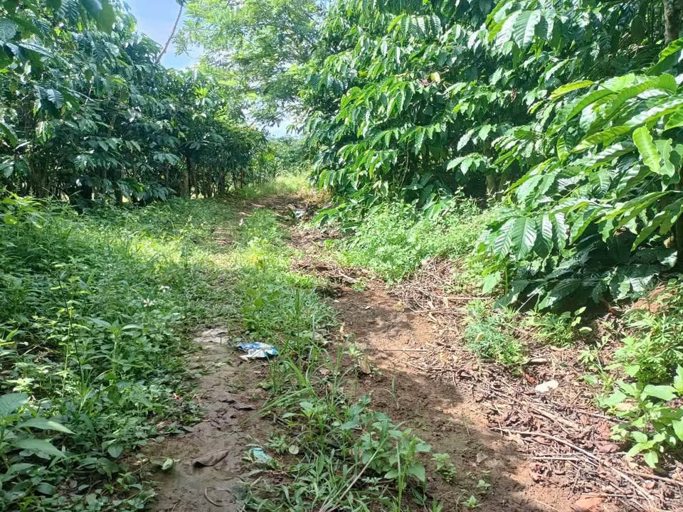 Đất nền Tiền Yên, Lộc Đức 7300m² giá 3.5 tỷ - Sổ hồng chính chủ, cạnh đường lớn