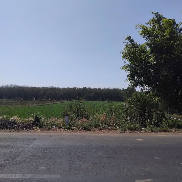 Đất nền 15.000m² mặt tiền đường DT785, xã Tân Đông - Giá chỉ 3 tỷ!