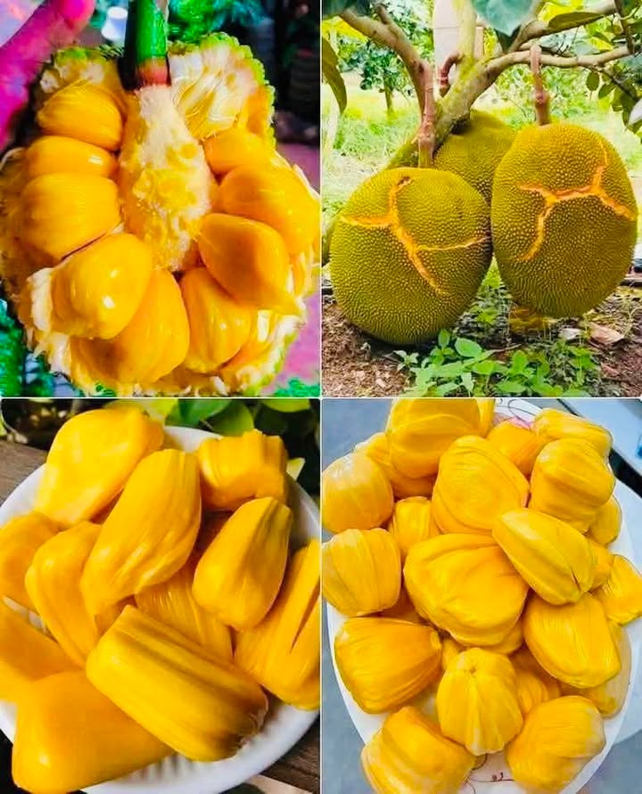 Nhà mặt tiền đường 9m tại Phường 6, Tân An, Long An - Diện tích 245m², giá 2.5 tỷ, chính chủ bán!