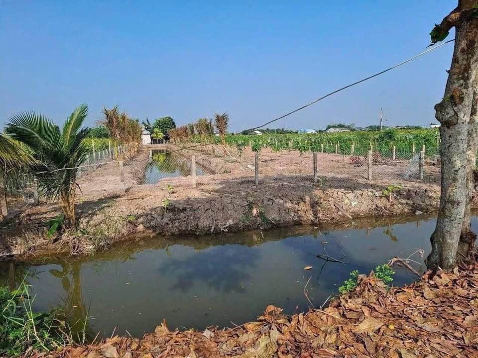 Đất nông nghiệp Dương Xuân Hội, Châu Thành, Long An 1940m² giá 1.75 tỷ - Sẵn sàng thổ cư!