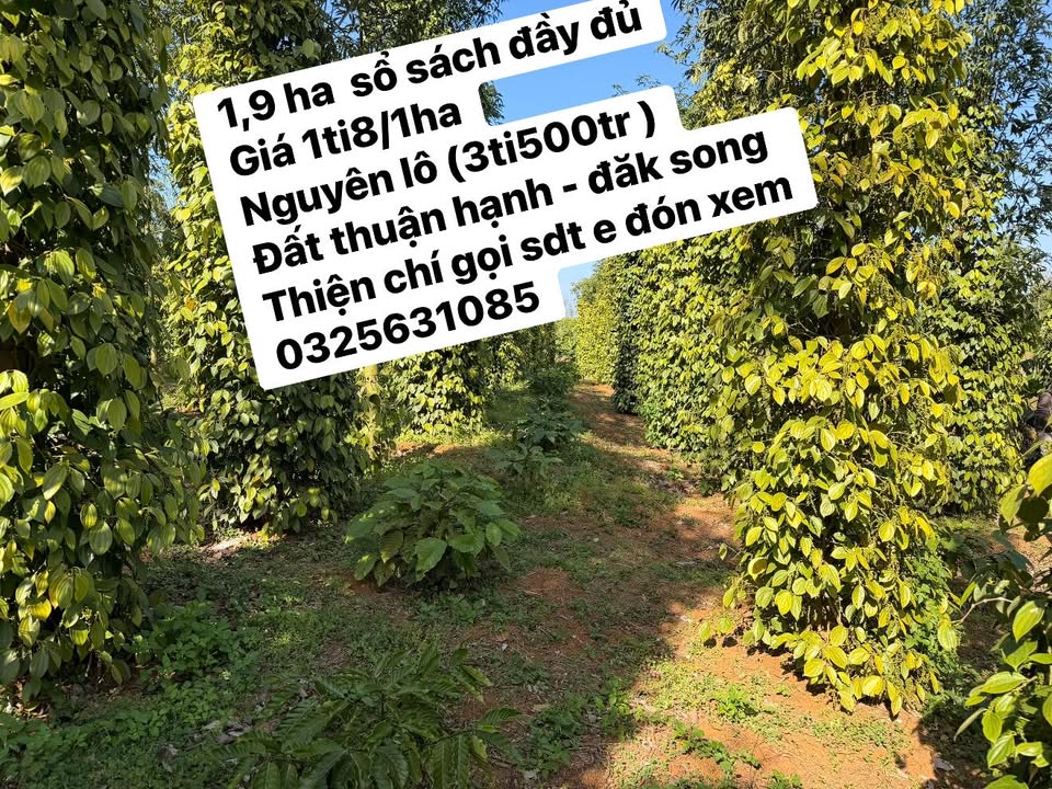 Đất nền Thuận Hạnh, Đắk Song 19.000m² giá chỉ 1,8 tỷ - Cơ hội đầu tư tuyệt vời!