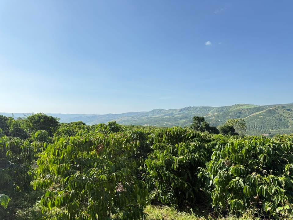 Đất nền xã Liên Hà, Lâm Hà 16.000m² giá 51.2 tỷ - Sổ sách đầy đủ, mặt tiền 140m!