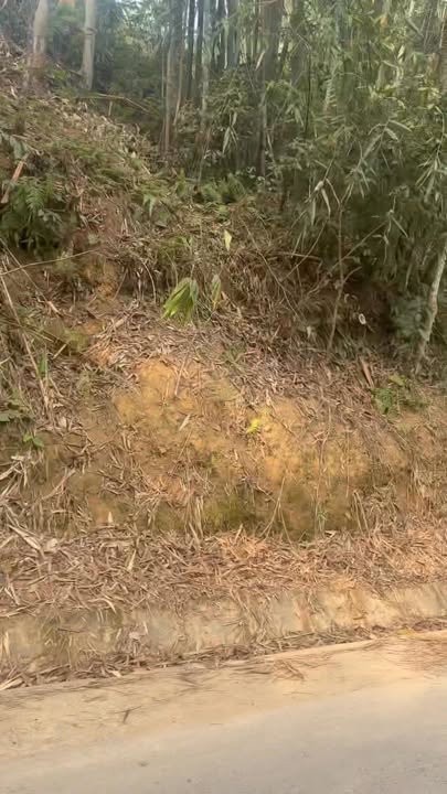 Đất mặt đường liên xã Bạch Hà, Yên Bình 1ha giá 1,3 tỷ - Pháp lý rõ ràng!