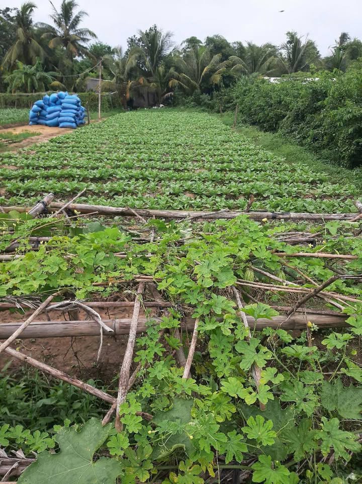 Đất nền mặt tiền Giồng Chùa A, An Hiệp, 70m² chỉ 650 triệu - Cơ hội đầu tư hấp dẫn!