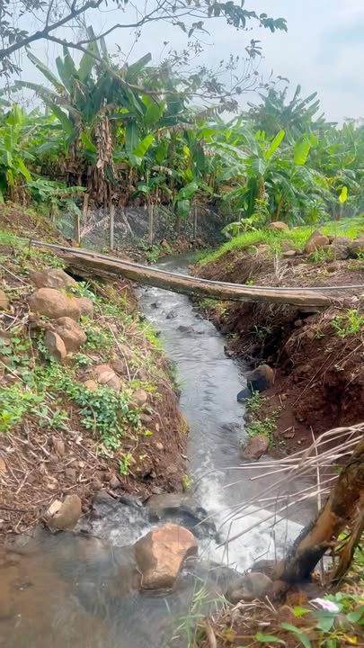 Đất vườn 5000m² tại Long Tân, Đất Đỏ giá chỉ 5.5 tỷ - Dòng suối tự nhiên hiếm có!