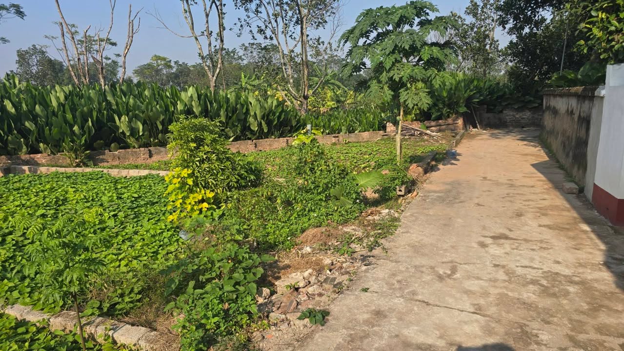 Đất nền 76m² Tràng Cát, Thanh Oai giá chỉ 1.6 tỷ - Sổ đỏ chính chủ, ô tô vào tận nơi!