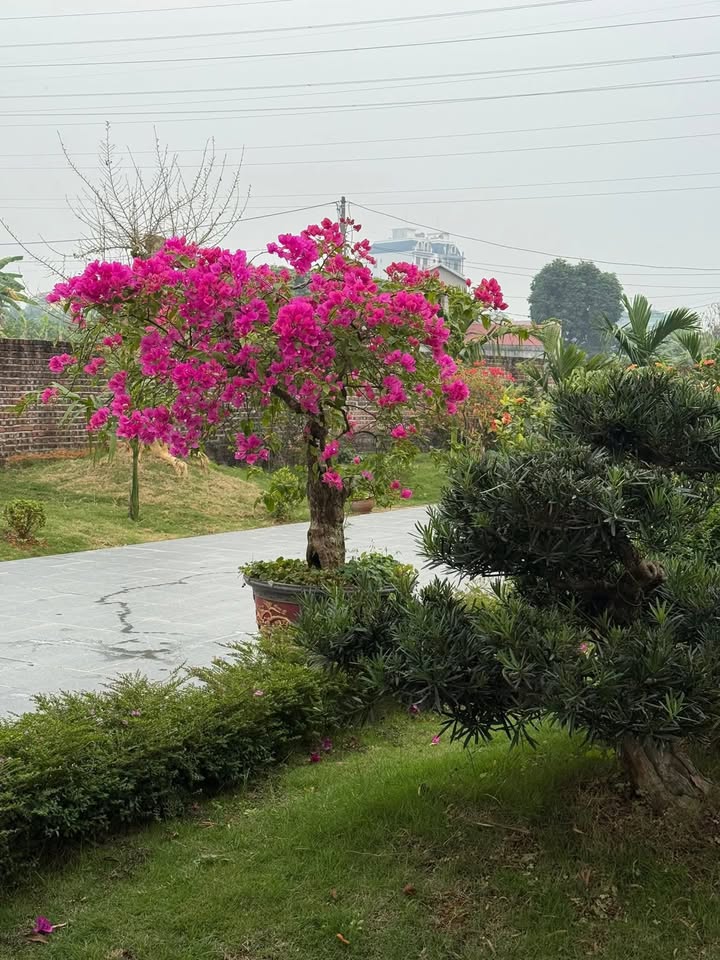 Đất sổ hồng chính chủ 123m² khu Chặng Nhãn, Xuân Mai - Giá chỉ 3 tỷ!