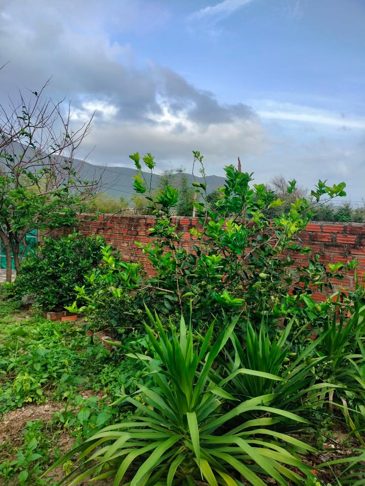 Lô đất thổ cư 83m² tại Phước Đồng, Nha Trang - Giá chỉ 1.42 tỷ!