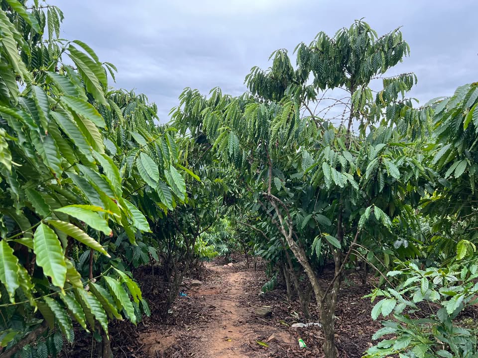 Đất nền 1,2ha tại xã Quảng Hòa, Đắk G'long - Giá chỉ 1,55 tỷ VND