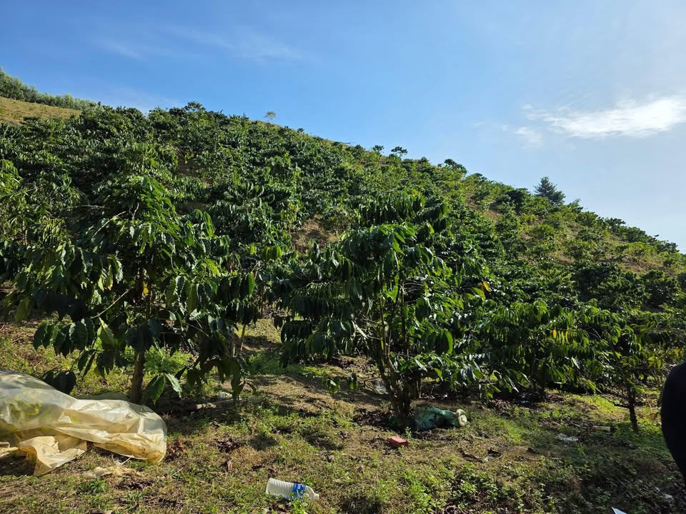 Đất nền 1,6ha Thôn 12 Quảng Hòa giá 650 triệu - Sổ đỏ chính chủ!