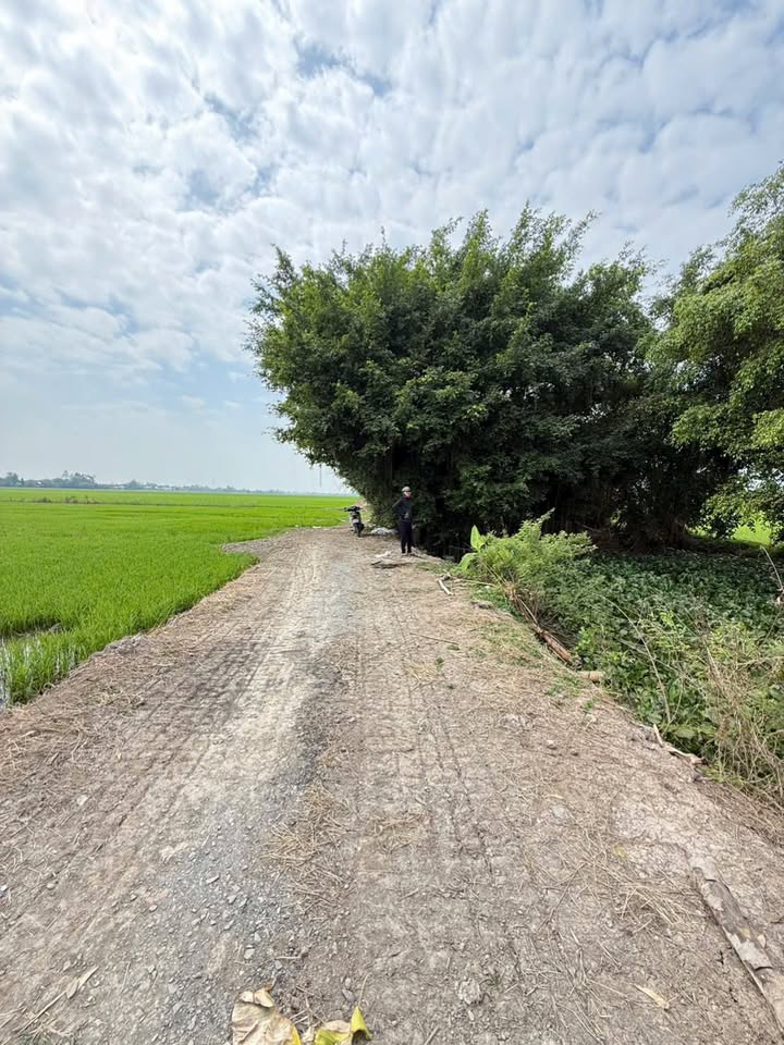 Đất nông nghiệp 26 công tại Hòa Bình Thạnh, Châu Thành - Giá thương lượng hấp dẫn!