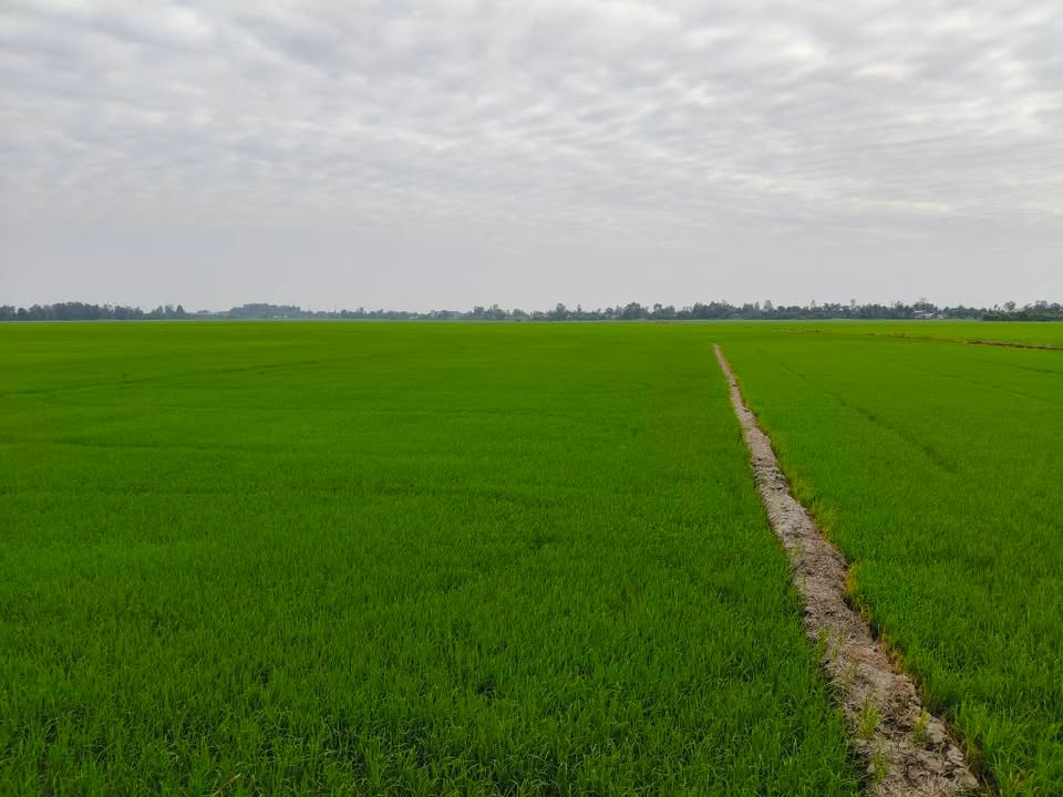 Đất nông nghiệp 108.000m² tại xã Óc Eo, An Giang - Giá 4.2 tỷ, sổ đỏ chính chủ!