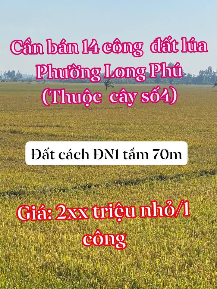 Đất Farm 14 công tại Phường Long Phú, Tân Châu, An Giang chỉ từ 200 triệu - Đầu tư sinh lời ngay!