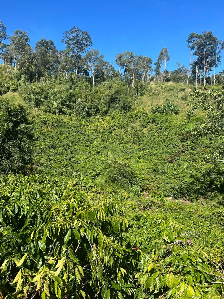 Đất nền 1ha tại Liêng Sronh, Đam Rông giá 809 triệu - Cơ hội đầu tư không thể bỏ lỡ!