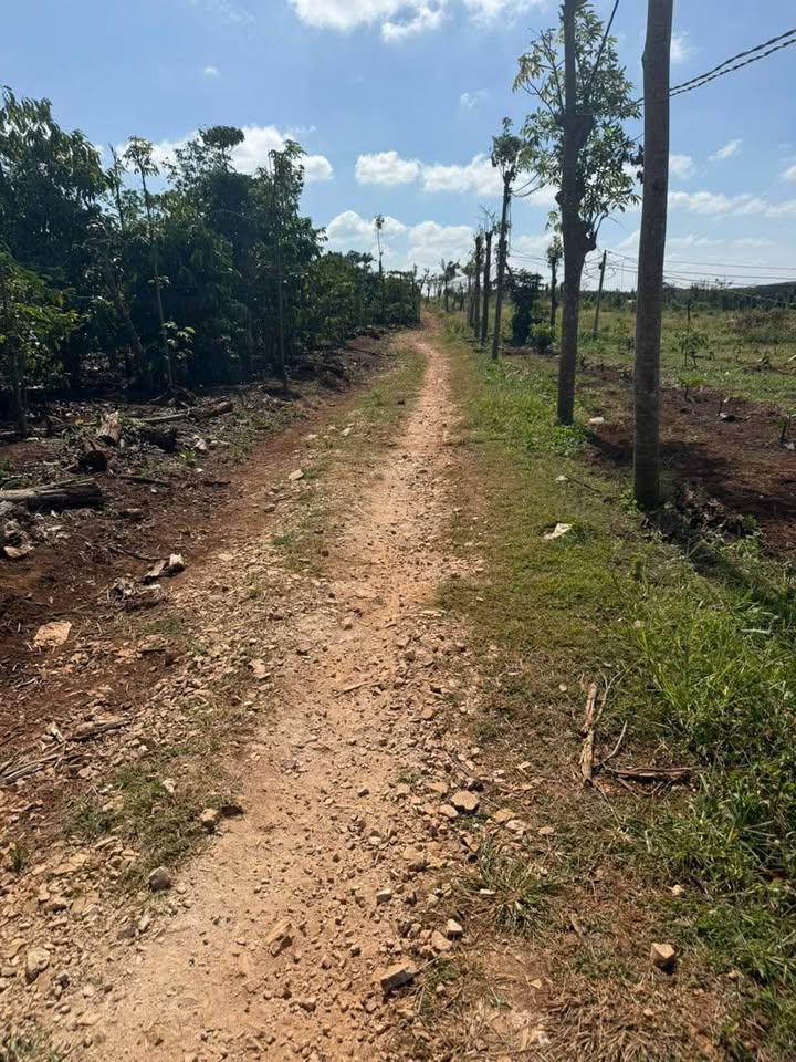 Đất rẫy 7.2 sào tại xã Ea H'leo, giá 1.3 tỷ - Pháp lý rõ ràng!