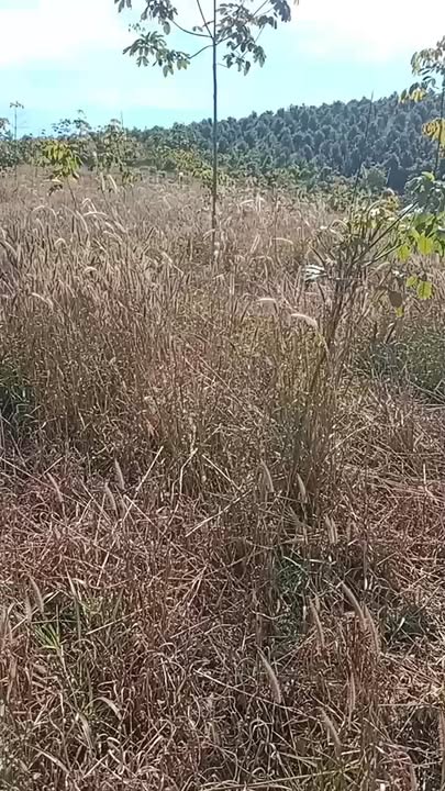 Bán rẫy 1.9ha tại Tụ Quãng, Ba Tơ, Quảng Ngãi - Đường ô tô vào tận nơi!