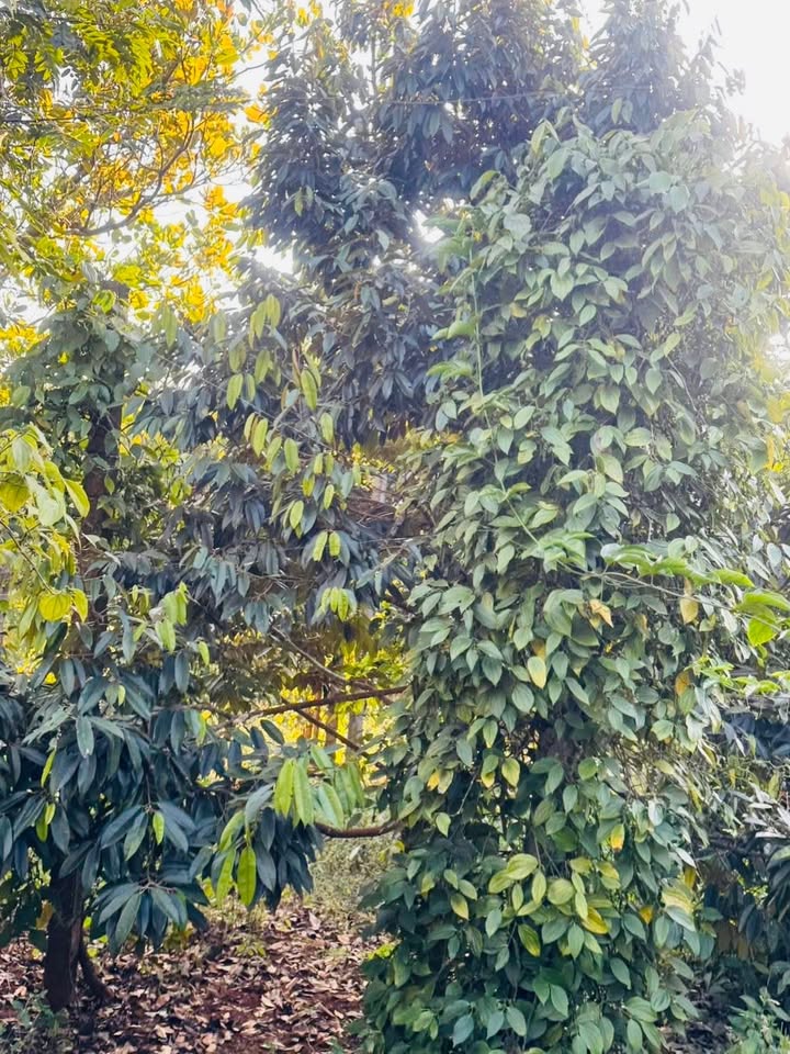 Đất nền Cư Pơng Krông Búk 250m² giá 200 triệu - Đầu tư sinh lời ngay!