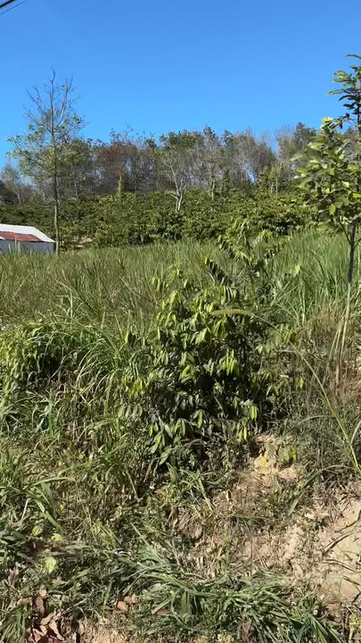 Đất nền Sa Nghĩa, Sa Thầy 775m² giá 4.775 tỷ - Mặt đường 31m thuận lợi đầu tư!