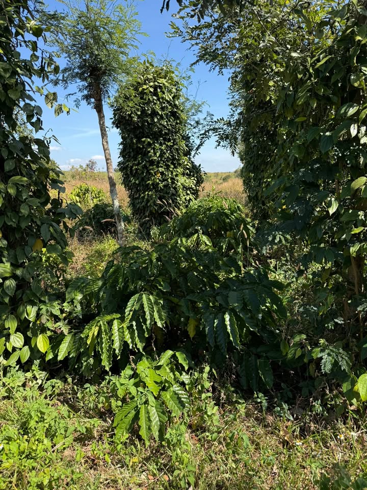 Farm đất Kon Chiêng 19800m² giá 750 triệu - Đầu tư sinh lời ngay!