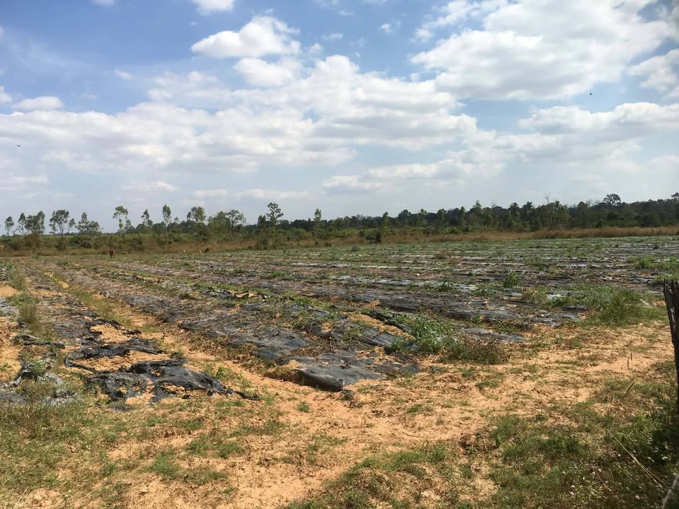 Đất Farm 1.5ha sông Serepok tại Buôn Đôn giá 4.08 tỷ - Cơ hội đầu tư không thể bỏ lỡ!