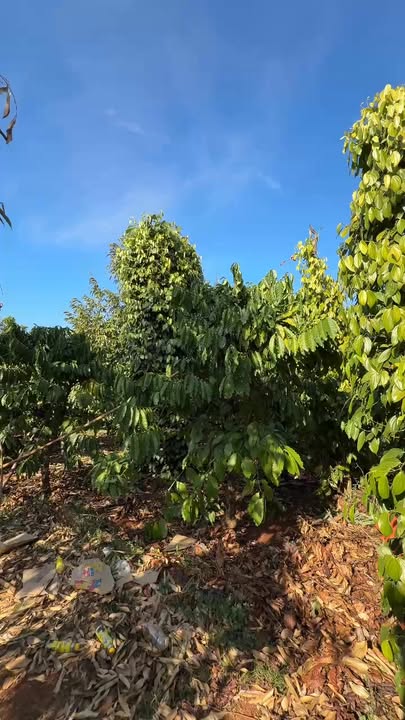 Farm 2,2ha tại Xã Ia Chia, Huyện Ia Grai, Gia Lai - Cơ hội đầu tư hấp dẫn!