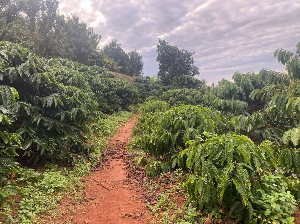 Đất nền 1.2 ha tại Tân Thanh, Lâm Hà chỉ 4 tỷ - Sổ hồng chính chủ!