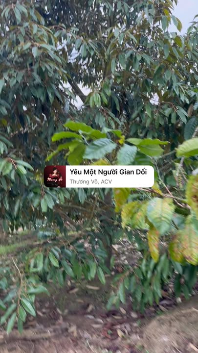 Farm đất 10800m² tại xã Ea Bung, Đắk Lắk giá chỉ 330 triệu - Cơ hội đầu tư tuyệt vời!