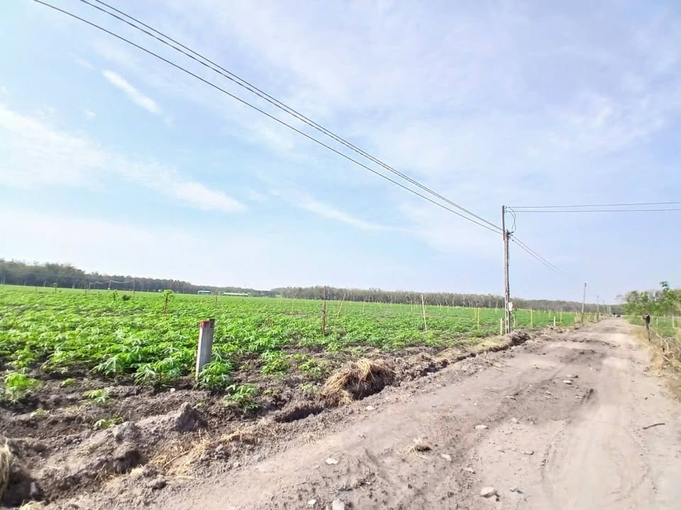 Đất Tân Phú Tân Châu 1000m² giá 200 triệu - Cơ hội đầu tư tuyệt vời!