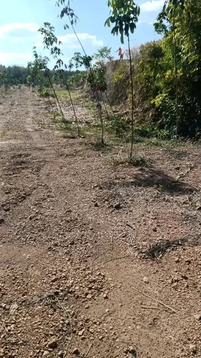 Đất nền 32.000m² tại Phước Tân, Phú Riềng - Giá 4.5 tỷ, cơ hội đầu tư sinh lời!