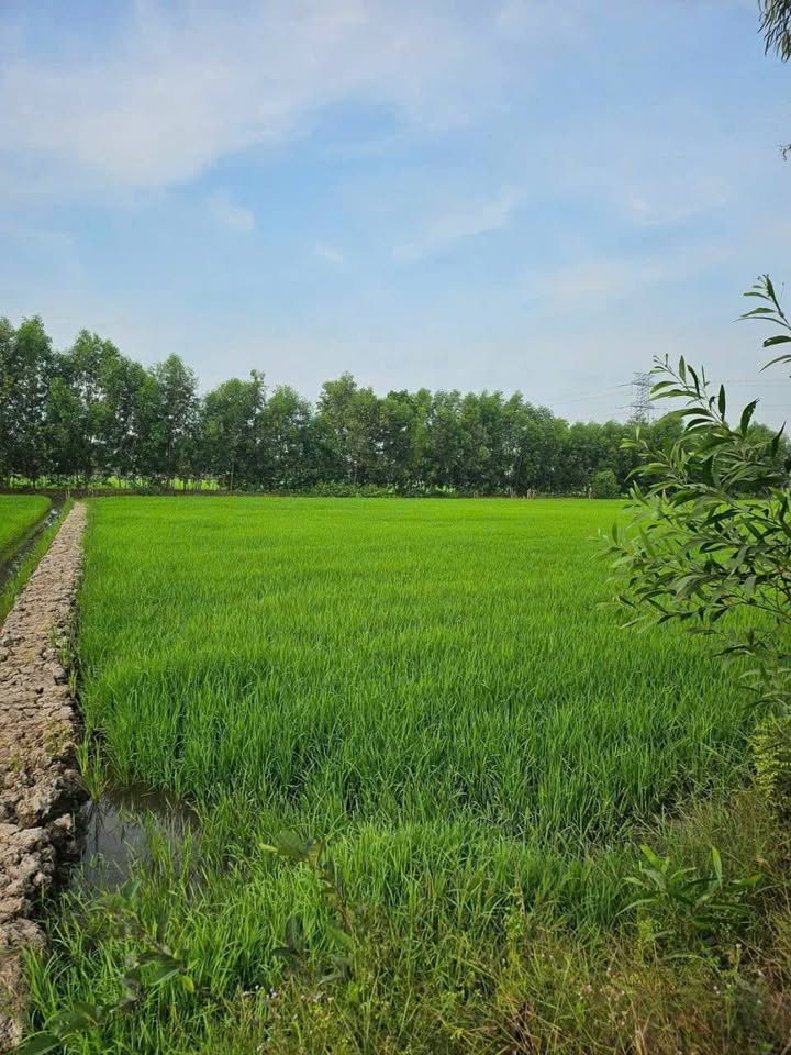 Đất vườn xã Hòa Khánh Tây 1152m² giá 1.999 tỷ - Đầu tư sinh lời ngay!