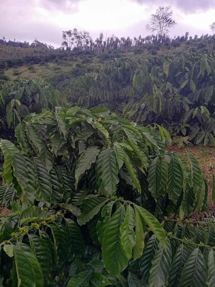 Đất rẫy 8600m² tại xã Thuận An, Đắk Mil - Giá 2.7 tỷ, tiện ích đầy đủ!