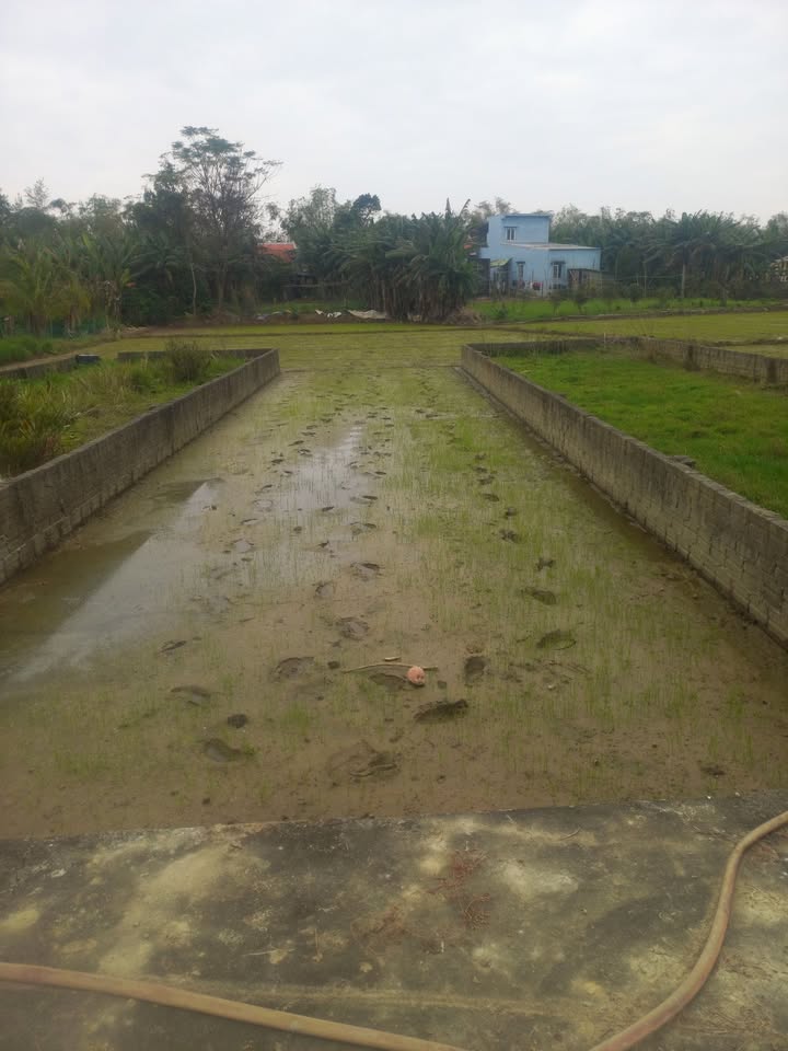 Đất nền tứ câu 100m² giá 900 triệu - Ô tô vào tận nơi!