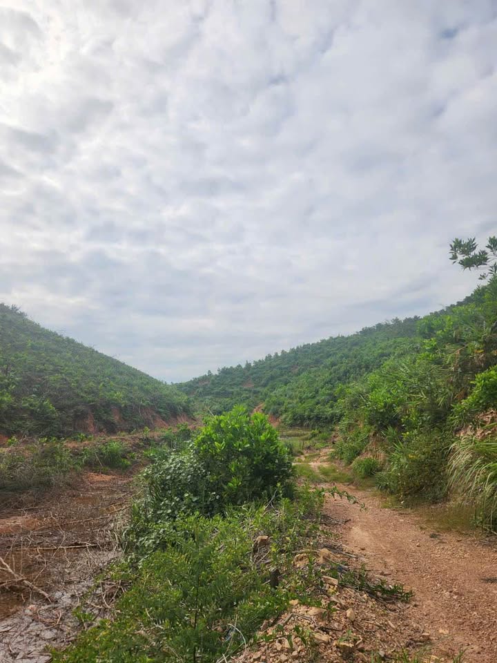 Bán gấp đất rừng sản xuất 32ha tại khu Đoàn Kết, Vân Đồn - Giá chỉ 6.4 tỷ!